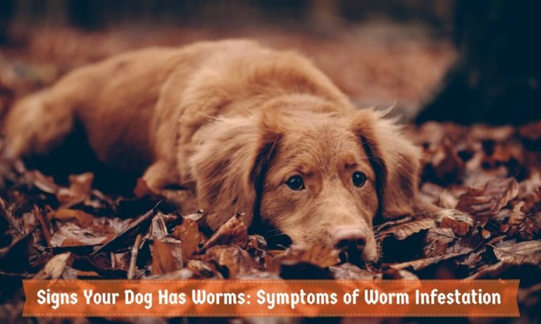 What Are The Signs A Puppy Has Worms