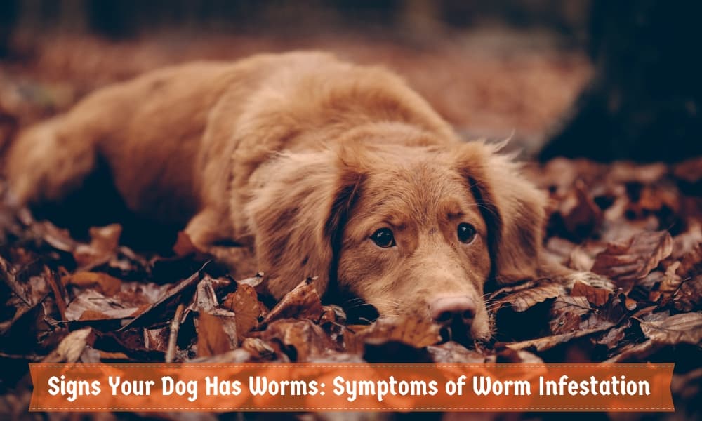 Signs Your Dog Has Worms