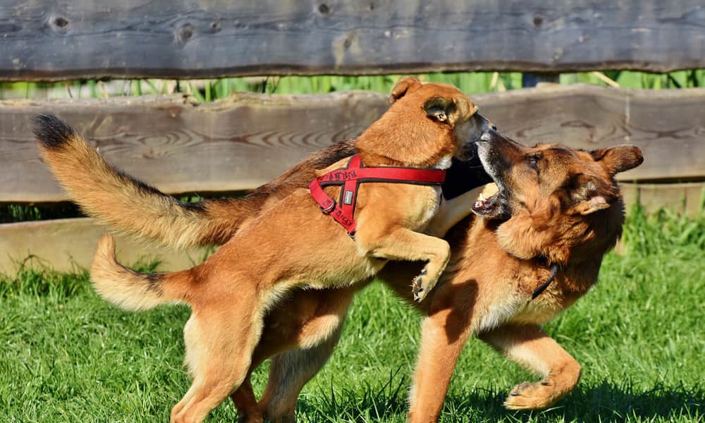 how to keep a dog from growling at other dogs