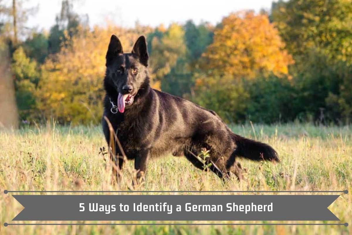 purebred german shepherd