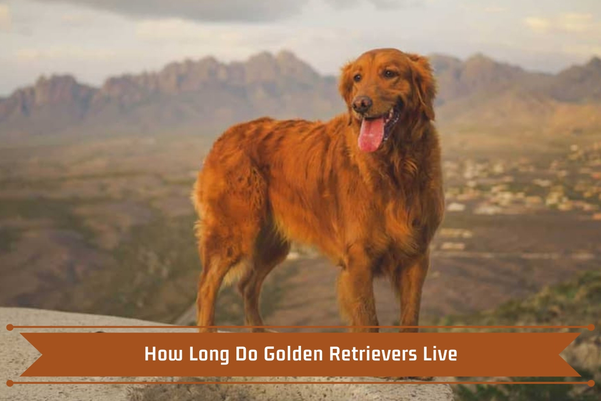 Golden Retrievers' genetics will help all dogs live much longer lives •