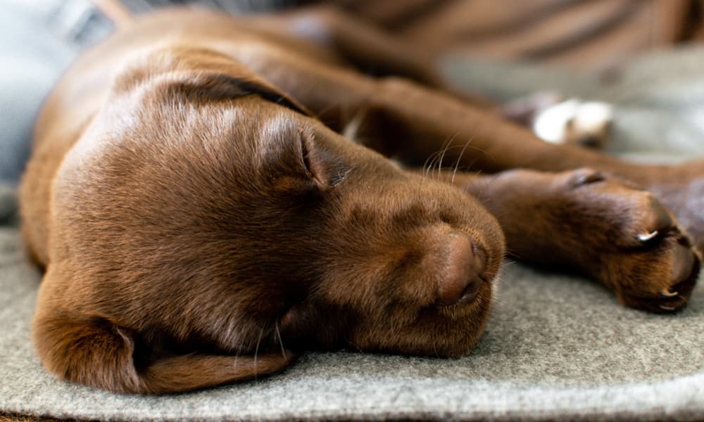 How Much Do Puppies Sleep Here s How To Make Sure Your Puppy Is 