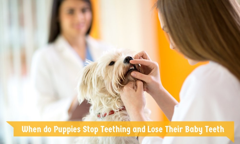 When do Puppies Stop Teething and Lose Their Baby Teeth
