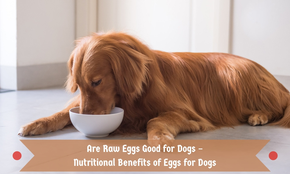 Are Raw Eggs Good for Dogs 