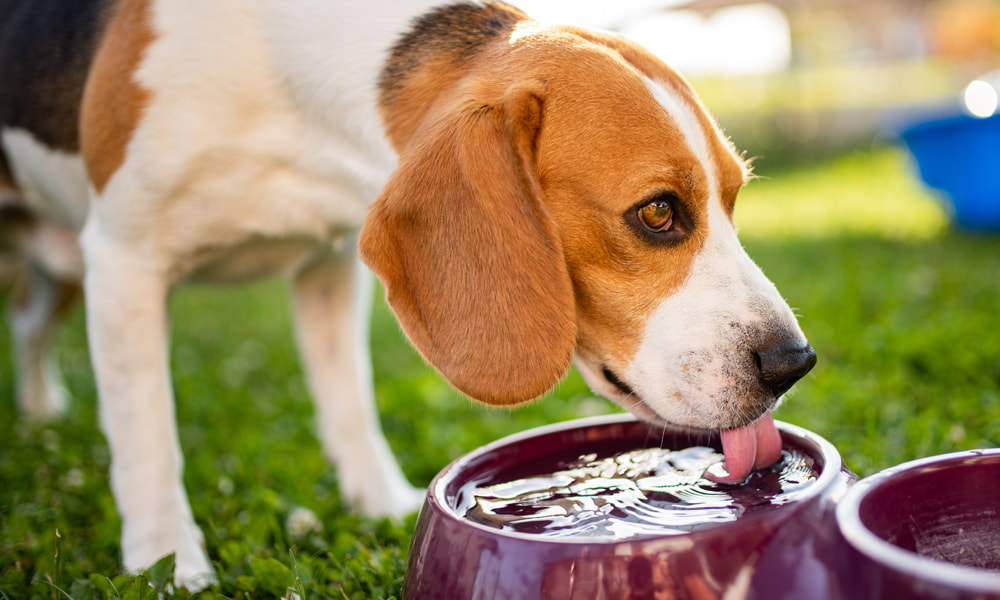 The Best Food for Dog With Diarrhea and Loose Stool What