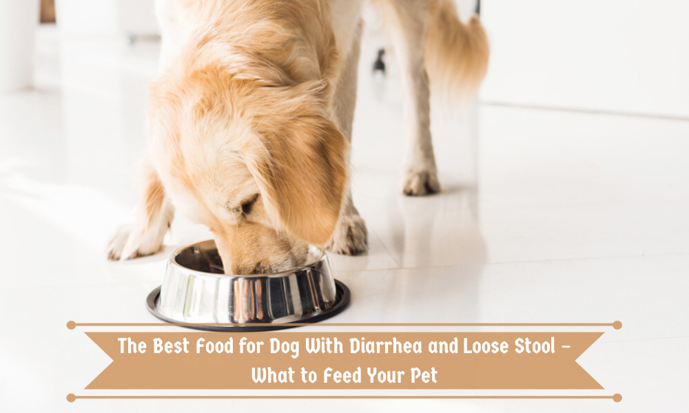 The Best Food for Dog With Diarrhea and Loose Stool - What to Feed Your Pet