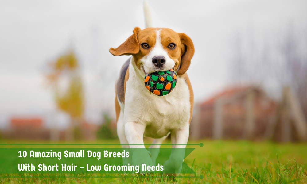 10 Amazing Small Dog Breeds with Short Hair - Low Grooming Needs