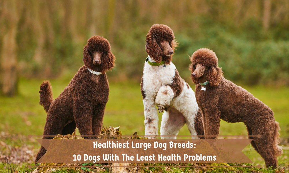 Healthiest Large Dog Breeds 10 Dogs With The Least Health Problems