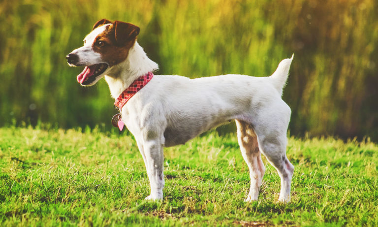 10 Amazing Small Dog Breeds With Short Hair Low Grooming Needs   Jack Russell Terrier 768x461 