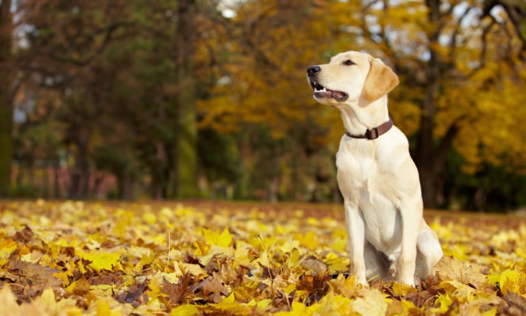 Healthiest Large Dog Breeds: 10 Dogs With The Least Health Problems