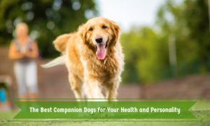 The Best Companion Dogs for Your Health and Personality