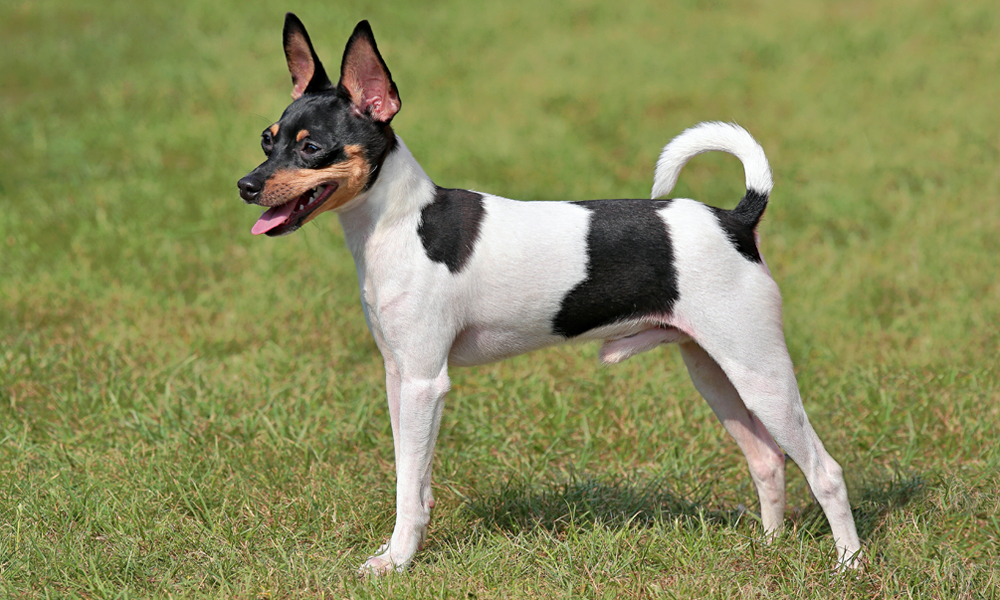 10 Amazing Small Dog Breeds With Short Hair Low Grooming Needs   Toy Fox Terrier 