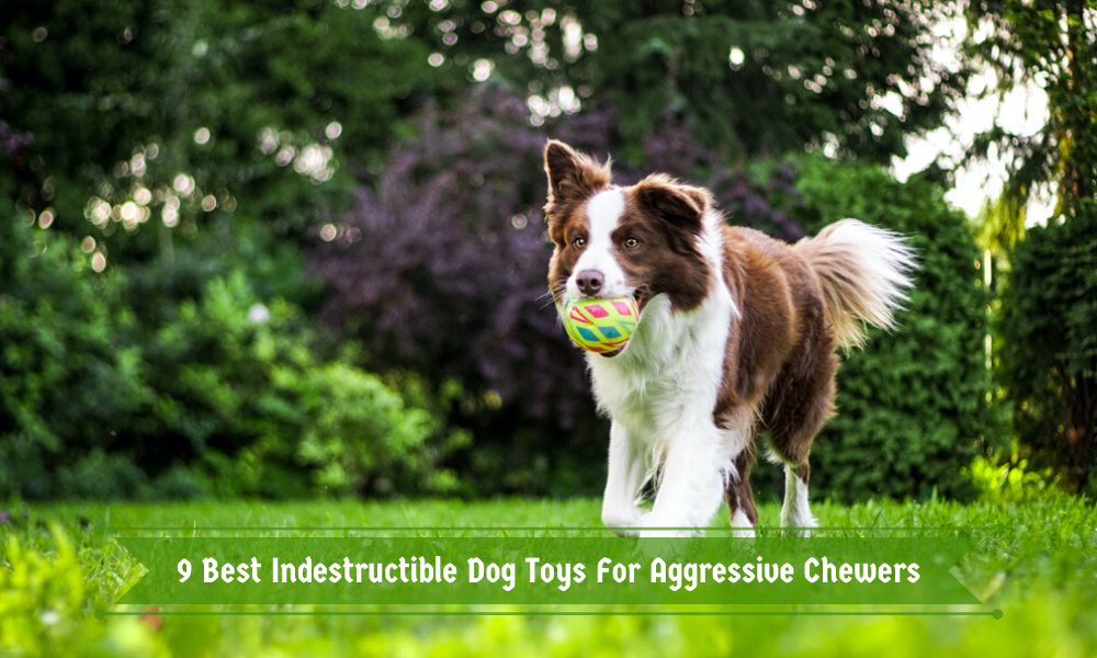 9 Best Indestructible Dog Toys For Aggressive Chewers