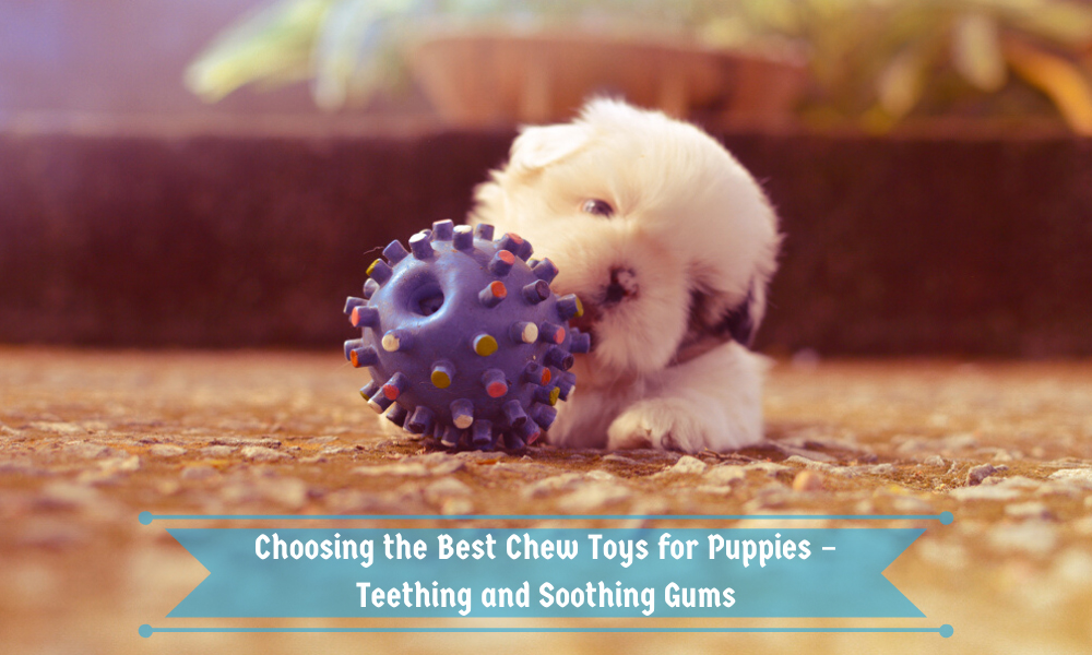 Choosing the Best Chew Toys for Puppies – Teething and Soothing Gums