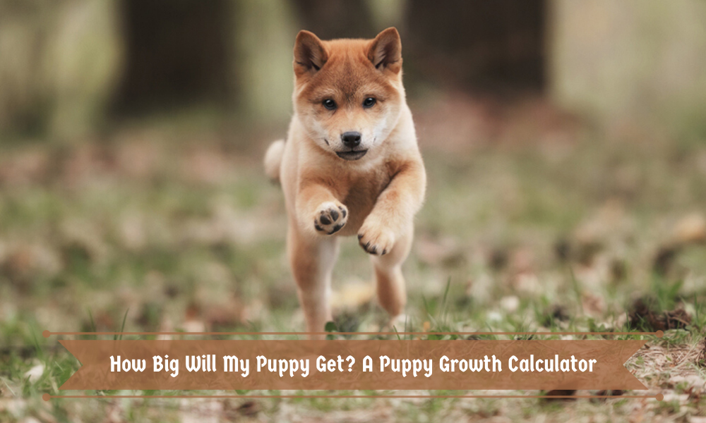 How Big Will My Puppy Get A Puppy Growth Calculator