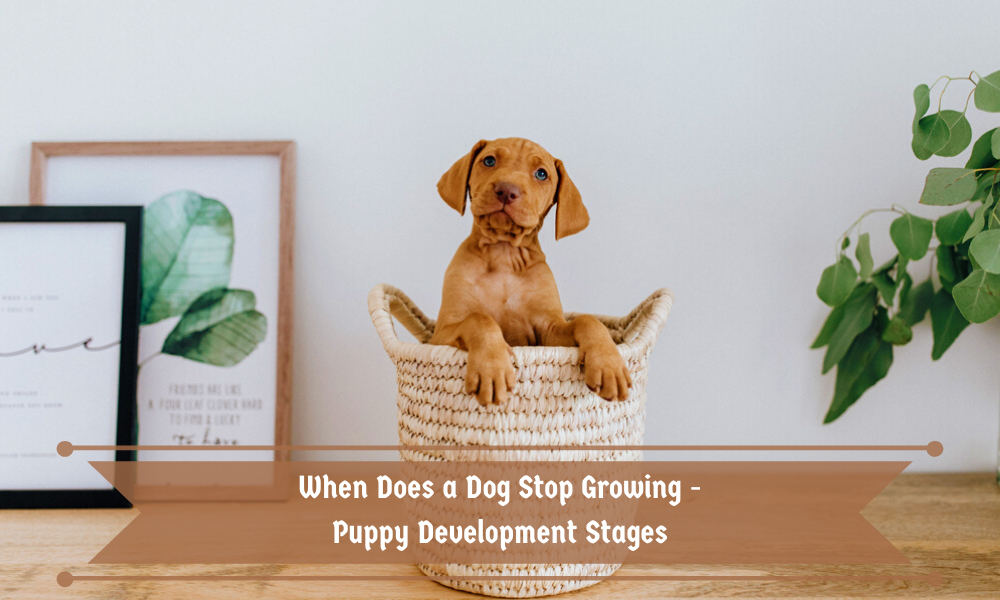 When Does a Dog Stop Growing – Puppy Development Stages
