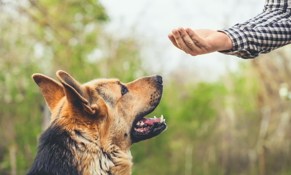 What Is the Best Dry Dog Food to Feed a German Shepherd