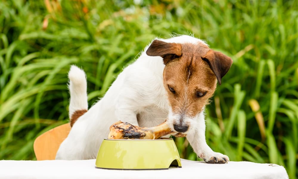 The Right Food for Dog Allergies