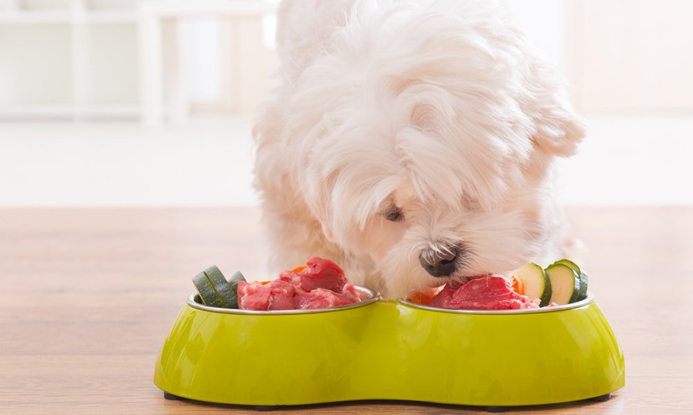 What Meat is Best for Dogs with Allergies