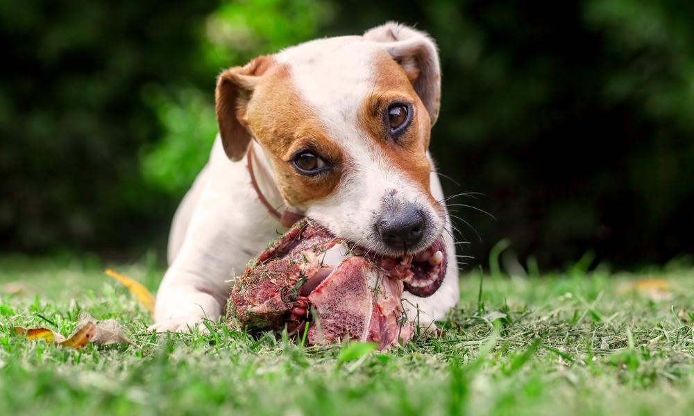 Benefits of Raw Dog Food