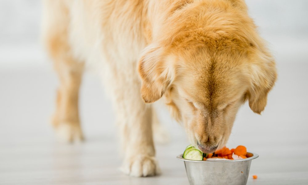 Feeding Your Dog a Grain Free Diet