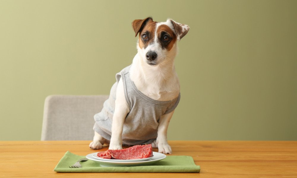 Raw food diets are too dangerous for dogs because of the bacteria risk