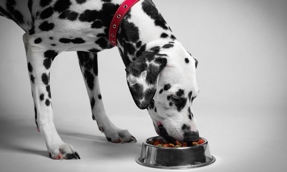 Senior Dog Science Diet Dog Foods