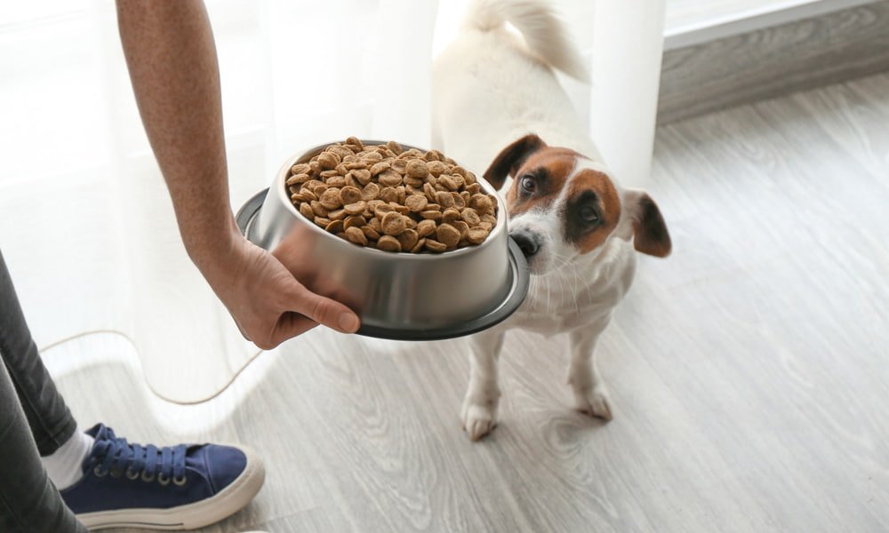What Dogs Should Eat Merrick Dog Food