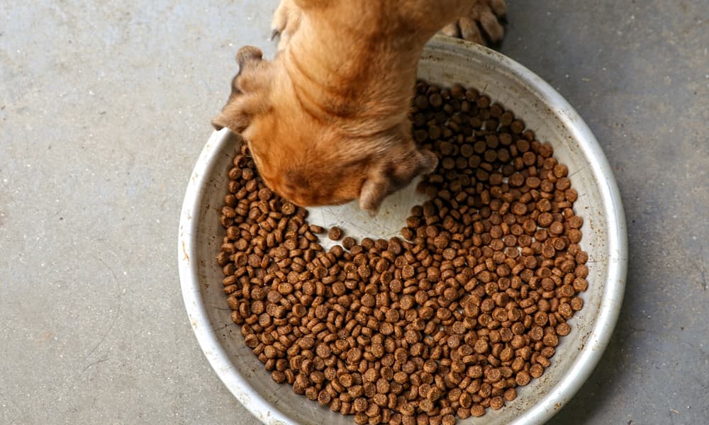 What Dogs Should Eat Orijen