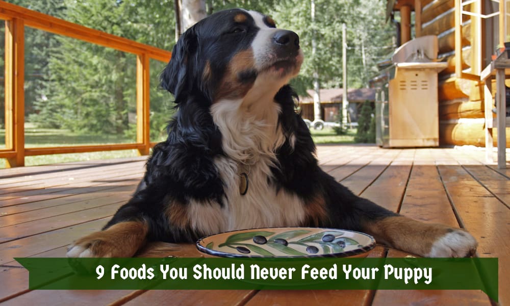 9 Foods You Should Never Feed Your Puppy