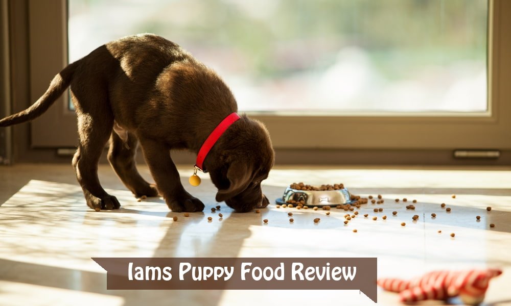 Iams Puppy Food Review