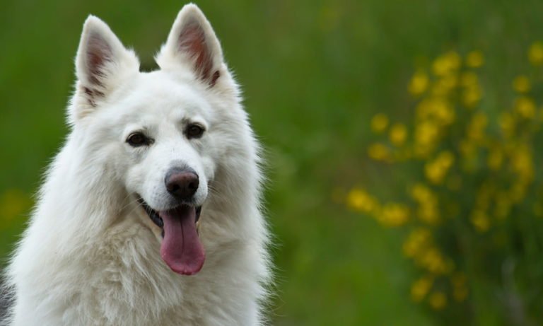 Unique German Dog Names