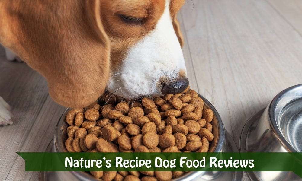 Nature’s Recipe Dog Food Reviews