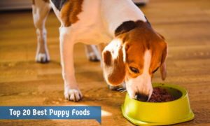 Top 20 Best Puppy Foods
