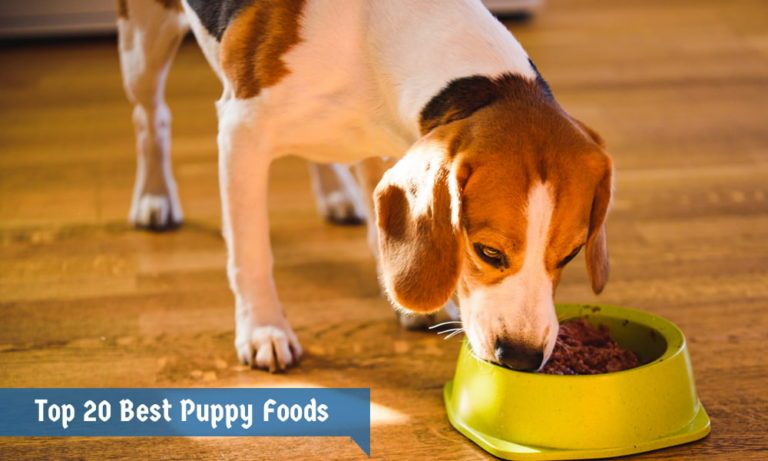 What Is The Best Food For Your German Shepherd Puppy?