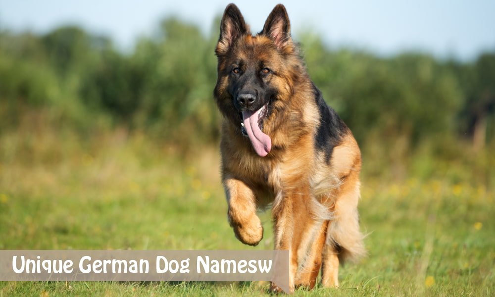 Unique German Dog Names