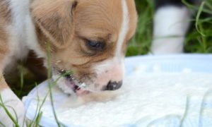 Can Puppies Drink Cow’s Milk – Why It Isn’t The Best Solution