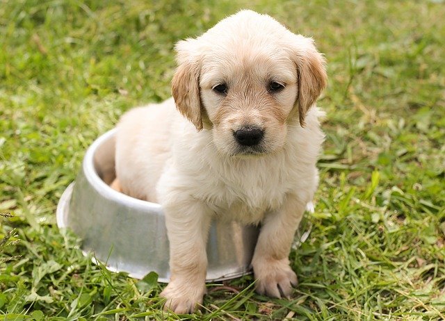 wet dog foods for puppies