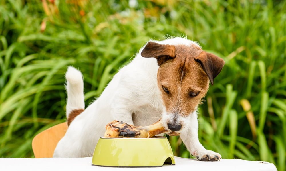 Health Benefits of Wet Dog Food