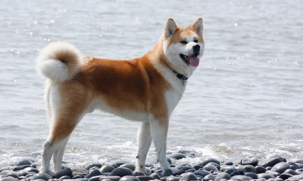 Japanese breed is the Akita