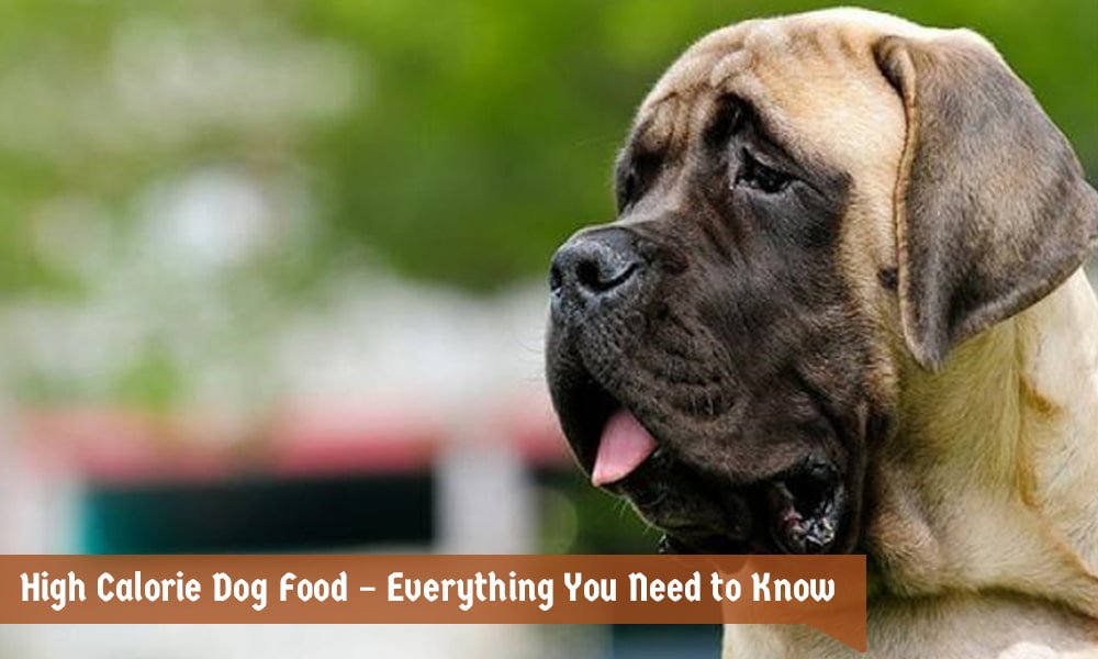 Best high outlet calorie dog food