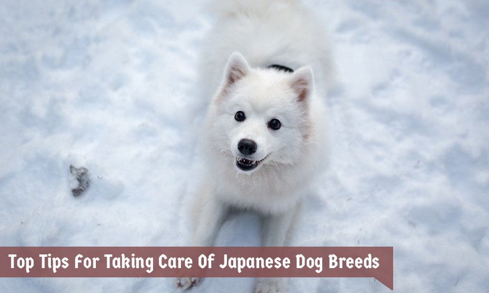 Taking Care Of Japanese Dog Breeds