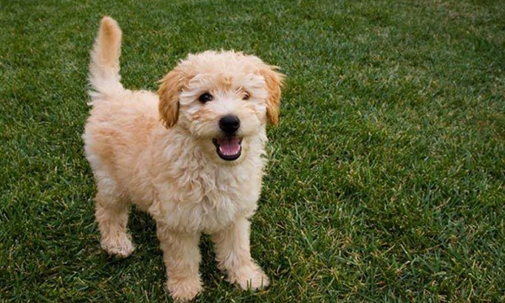 The Best Goldendoodle Puppy Foods 