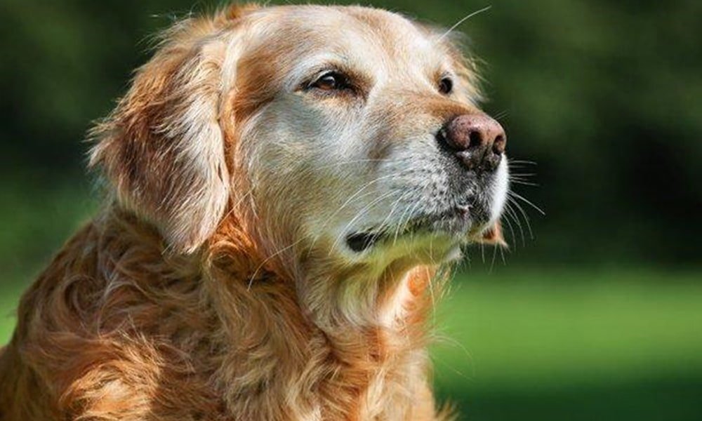 What Types of Dogs Should Eat Soft Dry Dog Food