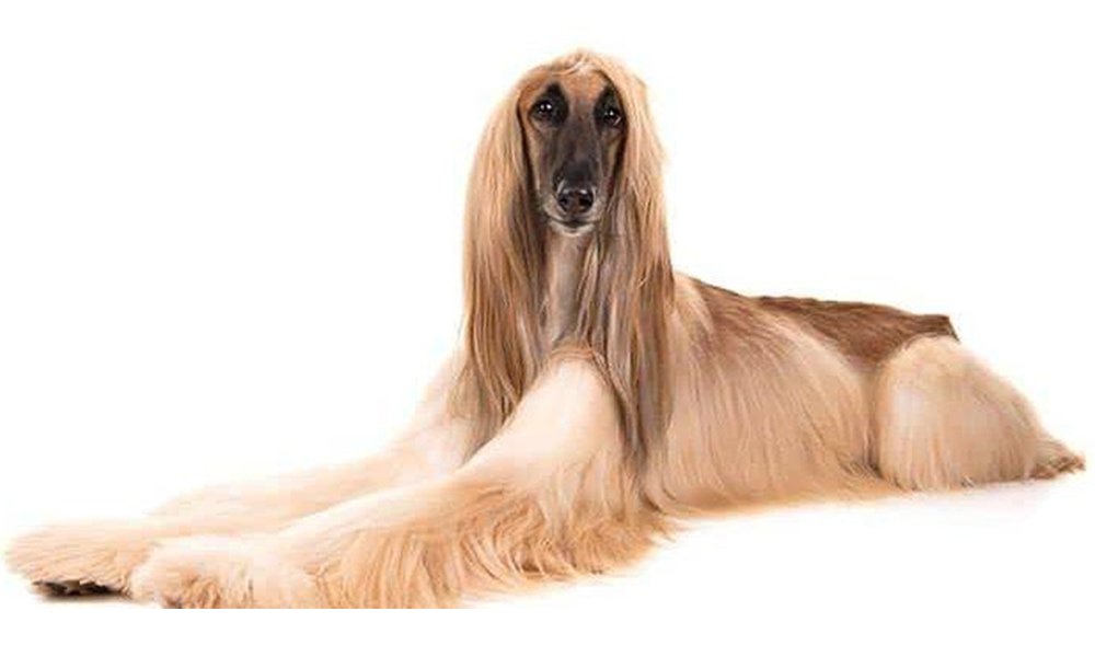 10 Stunning Long-Haired Dogs