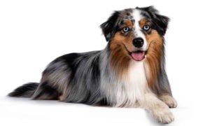 10 Stunning Long-Haired Dogs