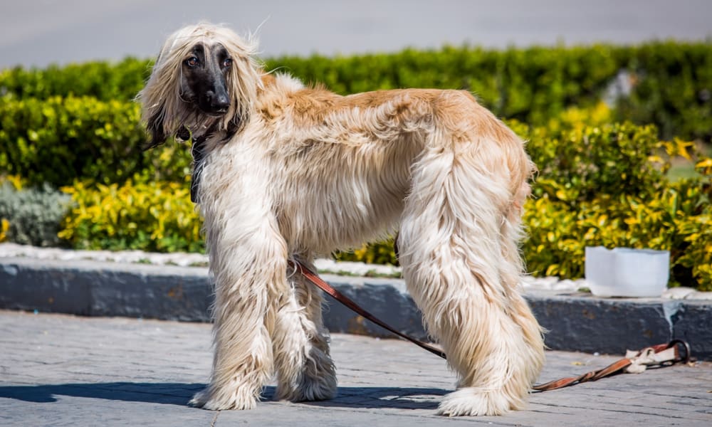 Things to Keep in Mind with a Long-Haired Dog