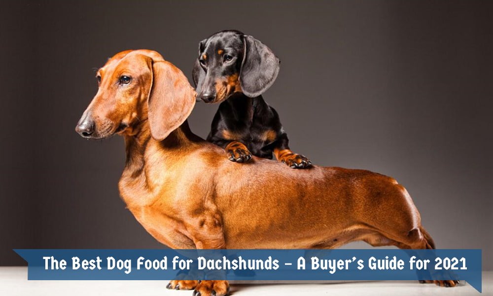 The Best Dog Food for Dachshunds