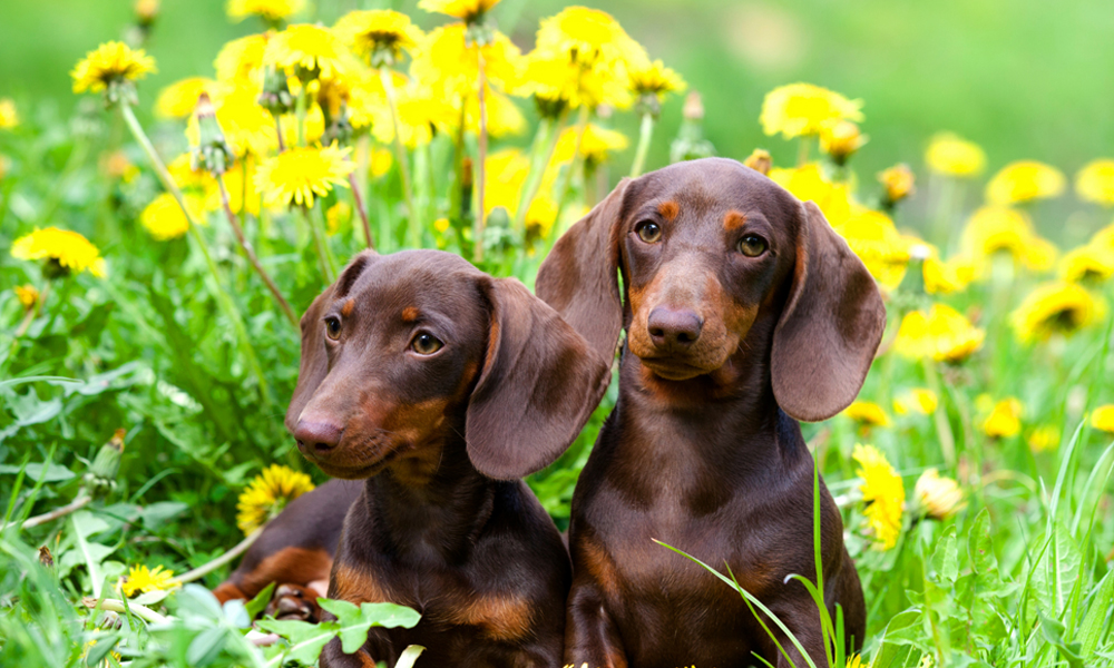 The Best Dog Foods for Dachshund Puppies