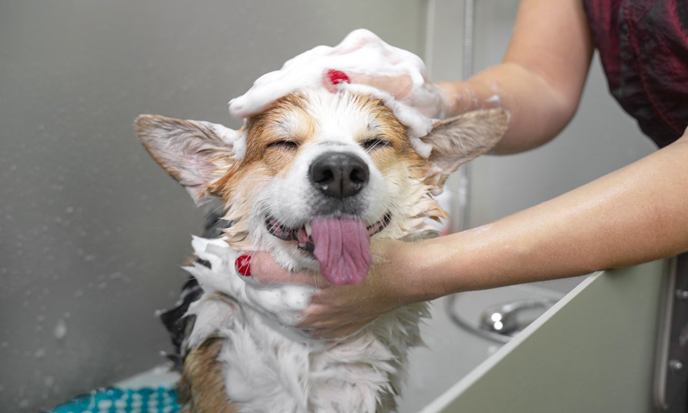 The Top 7 Best Smelling Dog Shampoos